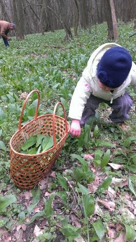 medvehagyma szedés.jpg